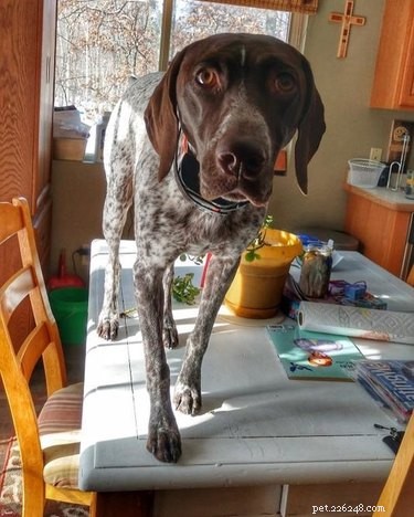 17 Surprising Secrets of Your Pets  Hidden Lives