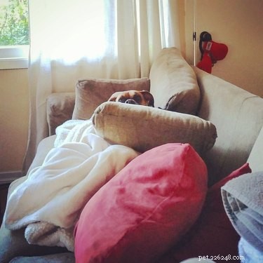 17 Surprising Secrets of Your Pets  Hidden Lives