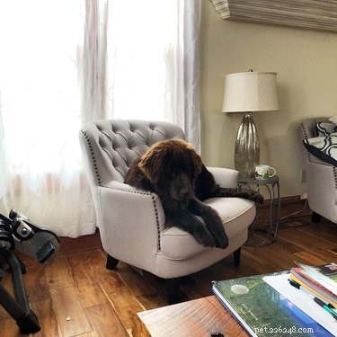 17 Surprising Secrets of Your Pets  Hidden Lives