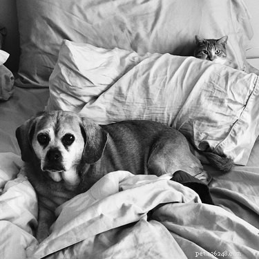 17 Surprising Secrets of Your Pets  Hidden Lives