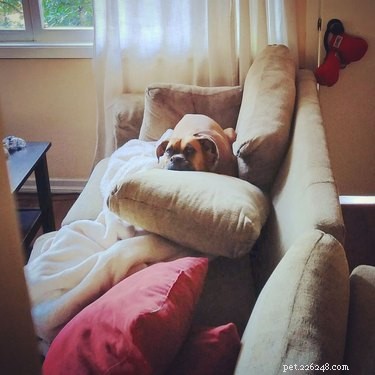 17 Surprising Secrets of Your Pets  Hidden Lives