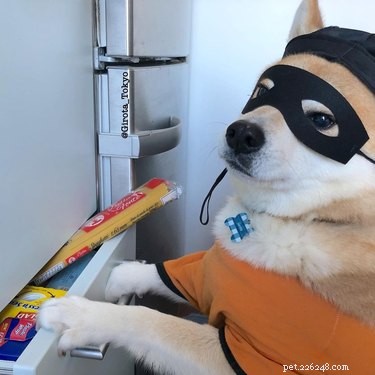 17 Surprising Secrets of Your Pets  Hidden Lives