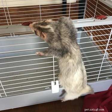17 Surprising Secrets of Your Pets  Hidden Lives