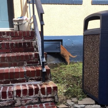 17 Surprising Secrets of Your Pets  Hidden Lives