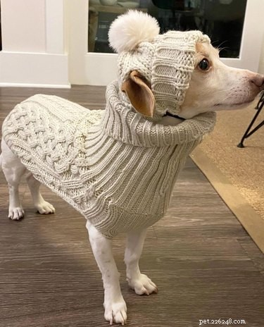 17 Surprising Secrets of Your Pets  Hidden Lives