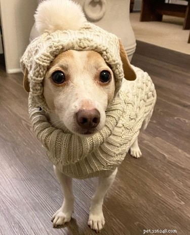 17 Surprising Secrets of Your Pets  Hidden Lives