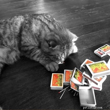 17 Surprising Secrets of Your Pets  Hidden Lives