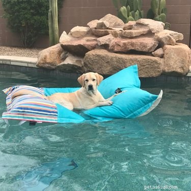 17 Surprising Secrets of Your Pets  Hidden Lives