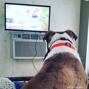 17 Surprising Secrets of Your Pets  Hidden Lives