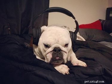 17 Surprising Secrets of Your Pets  Hidden Lives