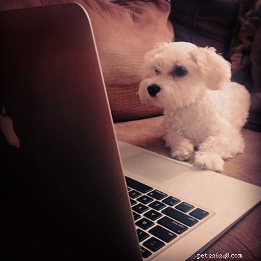 17 Surprising Secrets of Your Pets  Hidden Lives
