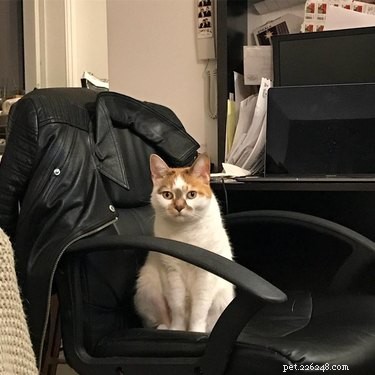 17 Surprising Secrets of Your Pets  Hidden Lives