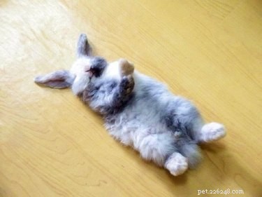 29 Adorable Baby Bunnies Sleeping in Unusual Poses