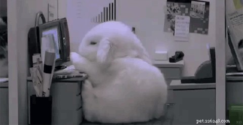 29 Adorable Baby Bunnies Sleeping in Unusual Poses