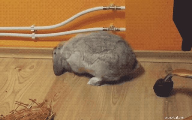 29 Adorable Baby Bunnies Sleeping in Unusual Poses