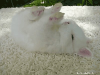29 Adorable Baby Bunnies Sleeping in Unusual Poses