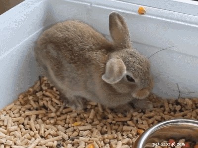 29 Adorable Baby Bunnies Sleeping in Unusual Poses