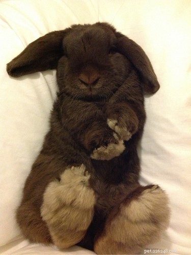 29 Adorable Baby Bunnies Sleeping in Unusual Poses