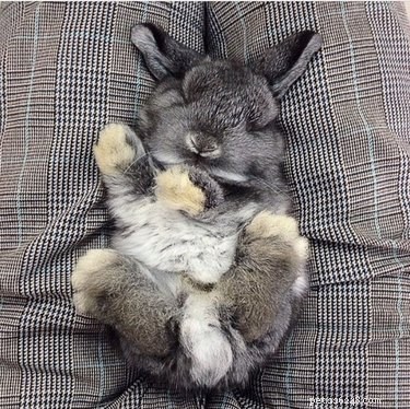 29 Adorable Baby Bunnies Sleeping in Unusual Poses