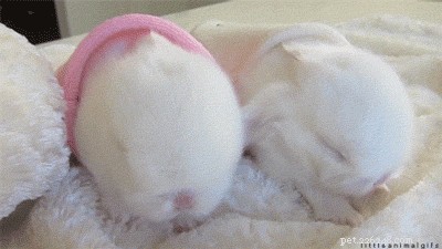 29 Adorable Baby Bunnies Sleeping in Unusual Poses