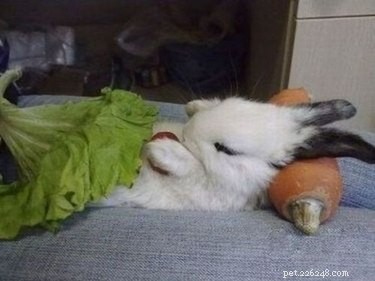 29 Adorable Baby Bunnies Sleeping in Unusual Poses