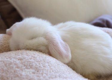 29 Adorable Baby Bunnies Sleeping in Unusual Poses