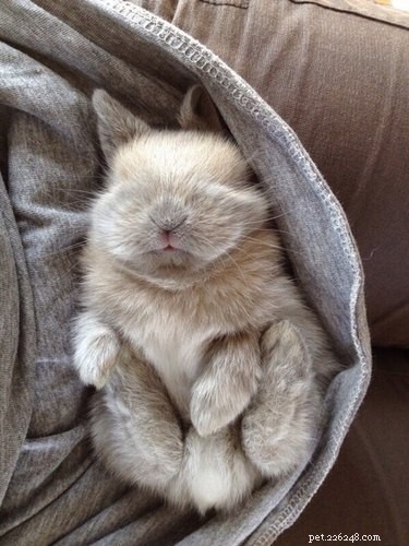 29 Adorable Baby Bunnies Sleeping in Unusual Poses