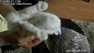 29 Adorable Baby Bunnies Sleeping in Unusual Poses