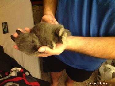 29 Adorable Baby Bunnies Sleeping in Unusual Poses