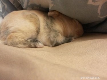 29 Adorable Baby Bunnies Sleeping in Unusual Poses