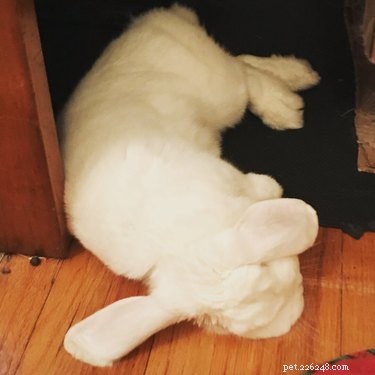 29 Adorable Baby Bunnies Sleeping in Unusual Poses