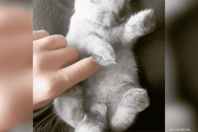 29 Adorable Baby Bunnies Sleeping in Unusual Poses