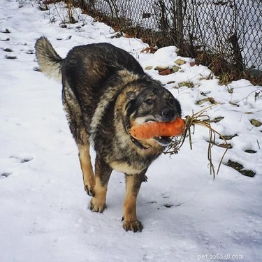 16 Adorable Pets Compete in the Heartwarming Pet Olympics