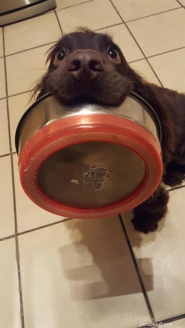 16 Adorable Pets Compete in the Heartwarming Pet Olympics