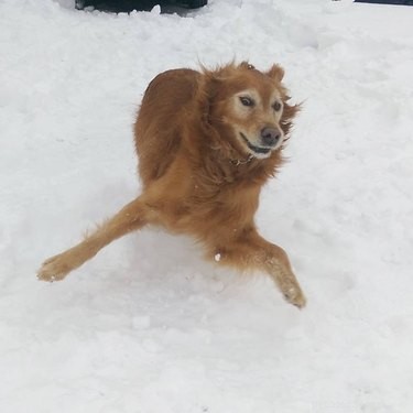 16 Adorable Pets Compete in the Heartwarming Pet Olympics