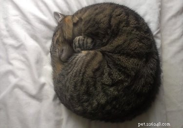 16 Adorable Pets Compete in the Heartwarming Pet Olympics