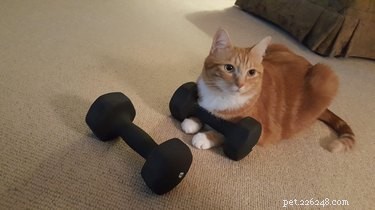 16 Adorable Pets Compete in the Heartwarming Pet Olympics