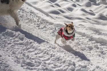 16 Adorable Pets Compete in the Heartwarming Pet Olympics