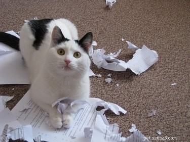 18 Hilarious Pet Antics That Will Brighten Your Day
