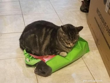 18 Hilarious Pet Antics That Will Brighten Your Day