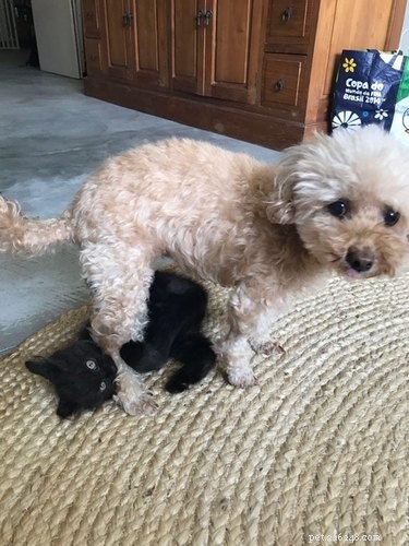 18 Hilarious Pet Antics That Will Brighten Your Day