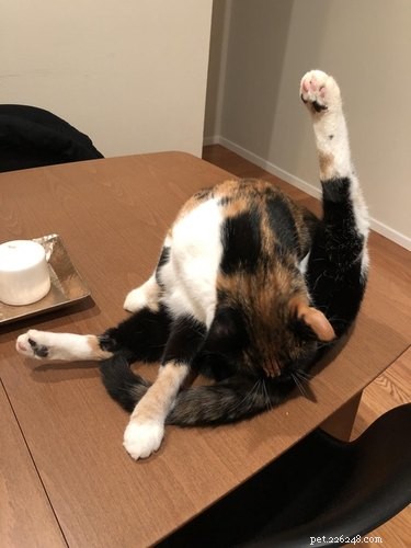 18 Hilarious Pet Antics That Will Brighten Your Day