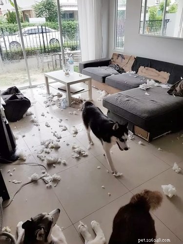 18 Hilarious Pet Antics That Will Brighten Your Day