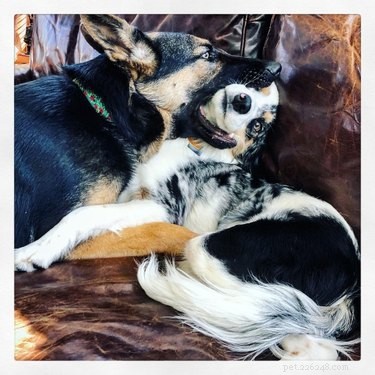 18 Hilarious Pet Antics That Will Brighten Your Day