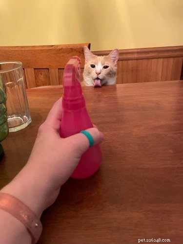 18 Hilarious Pet Antics That Will Brighten Your Day