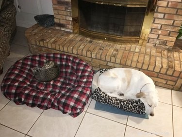 18 Hilarious Pet Antics That Will Brighten Your Day