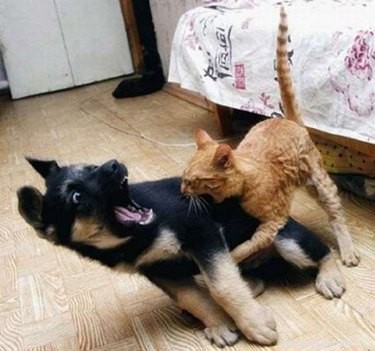 18 Hilarious Pet Antics That Will Brighten Your Day