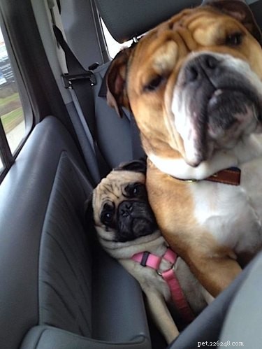 18 Hilarious Pet Antics That Will Brighten Your Day