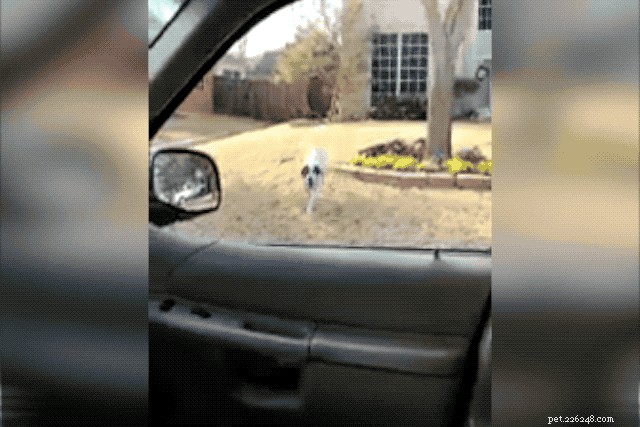 Dog’s Stunning Leap Through Car Window Goes Viral: A Heart‑Pounding Display of Agility