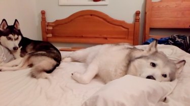 Husky and Malamute Battle for the Comfy Bed Spot